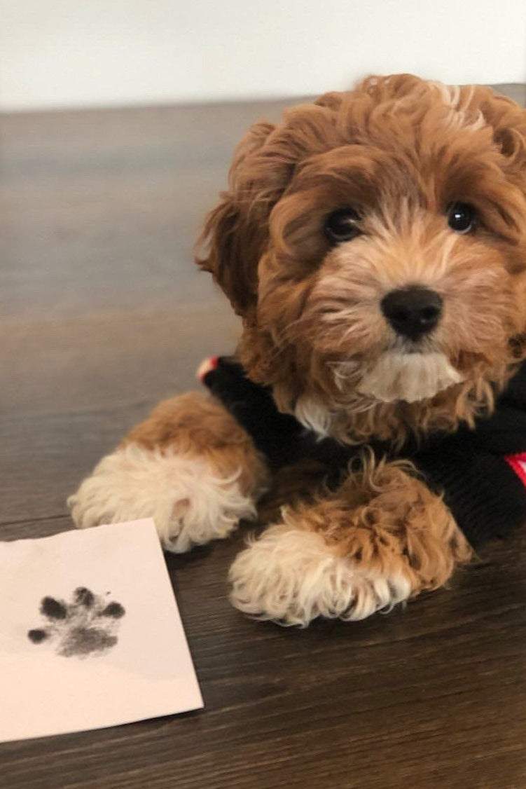 Mess-Free Paw Ink Pad Custom Paw Jewelry 